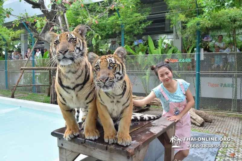 Tiger Park @ Pattaya Thailand excursion photo play with tigers - 137