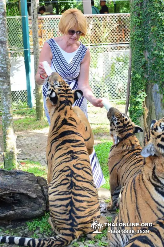 Tiger Park @ Pattaya Thailand excursion photo play with tigers - 108