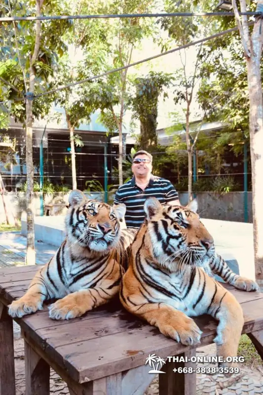 Tiger Park at Pattaya photo with tiger, play with tiger cub in Thailand image 31