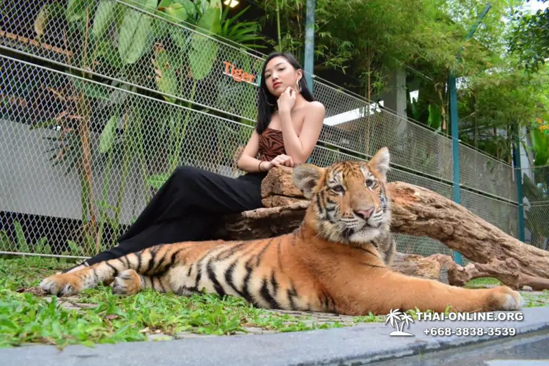 Tiger Park at Pattaya photo with tiger, play with tiger cub in Thailand image 8