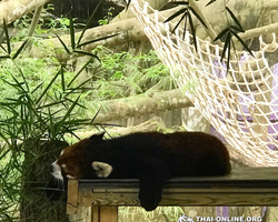 Khao Kheow Open Zoo & Lemur Island from Pattaya Thailand - photo 12