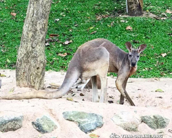 Khao Kheow Open Zoo & Lemur Island from Pattaya Thailand - photo 36