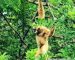 Khao Kheow Open Zoo & Lemur Island from Pattaya Thailand - photo 11