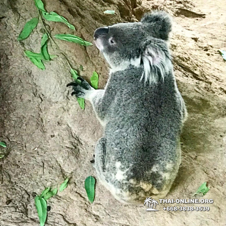 Khao Kheow Open Zoo & Lemur Island from Pattaya Thailand - photo 40