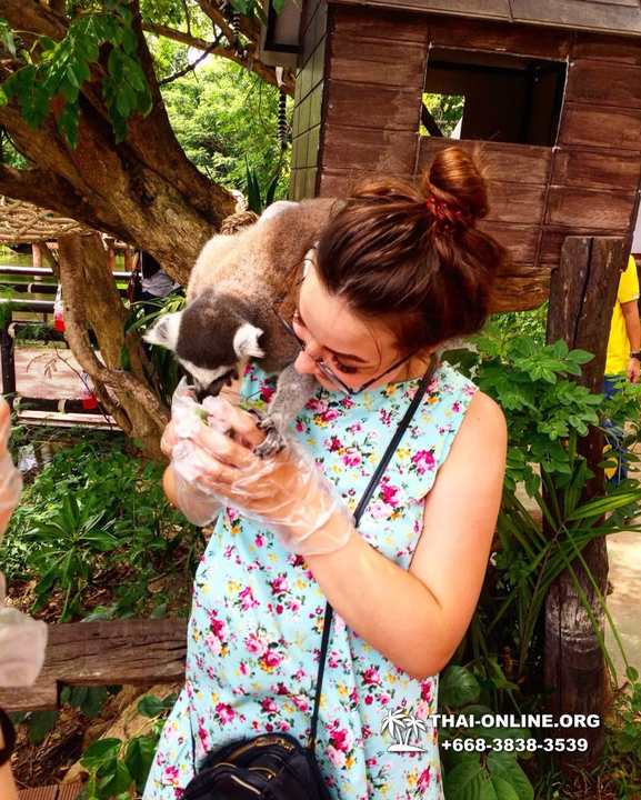 Khao Kheow Open Zoo & Lemur Island from Pattaya Thailand - photo 46