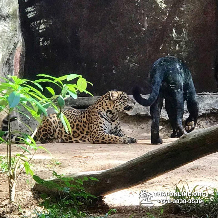 Khao Kheow Open Zoo & Lemur Island from Pattaya Thailand - photo 43