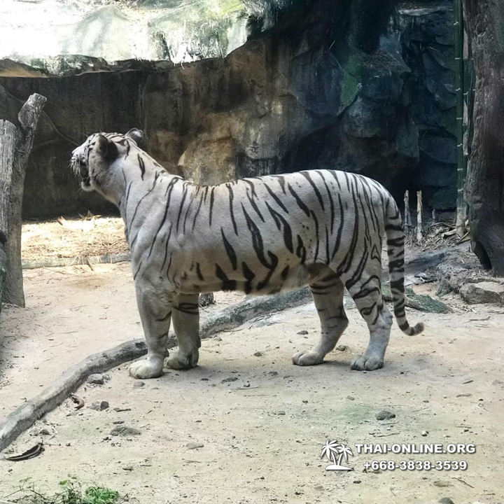 Khao Kheow Open Zoo & Lemur Island from Pattaya Thailand - photo 45