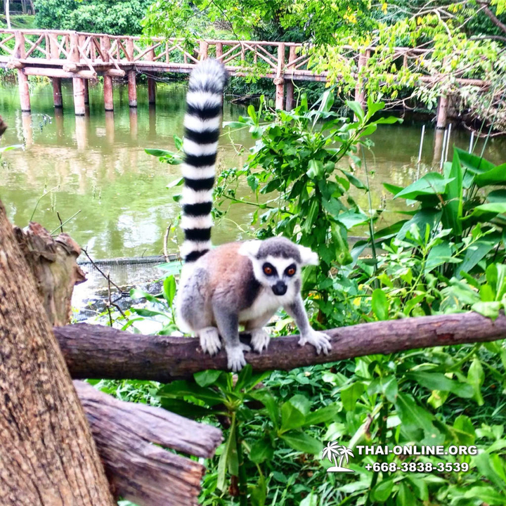 Khao Kheow Open Zoo & Lemur Island from Pattaya Thailand - photo 53