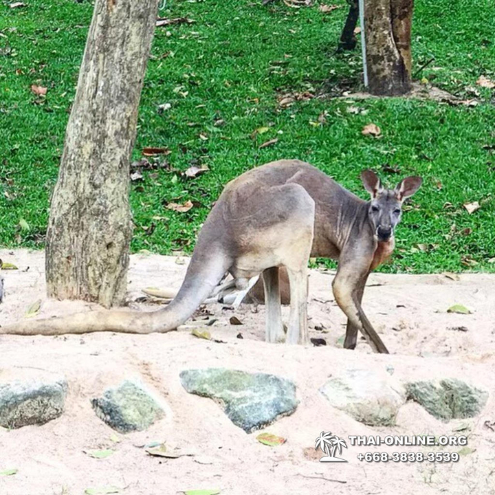 Khao Kheow Open Zoo & Lemur Island from Pattaya Thailand - photo 36