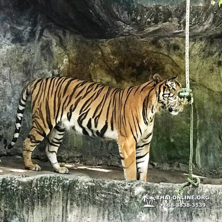 Khao Kheow Open Zoo & Lemur Island from Pattaya Thailand - photo 48