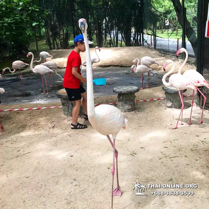 Khao Kheow Open Zoo & Lemur Island from Pattaya Thailand - photo 19