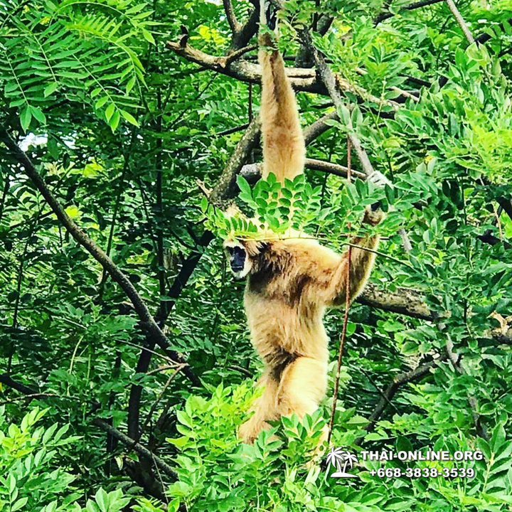 Khao Kheow Open Zoo & Lemur Island from Pattaya Thailand - photo 11