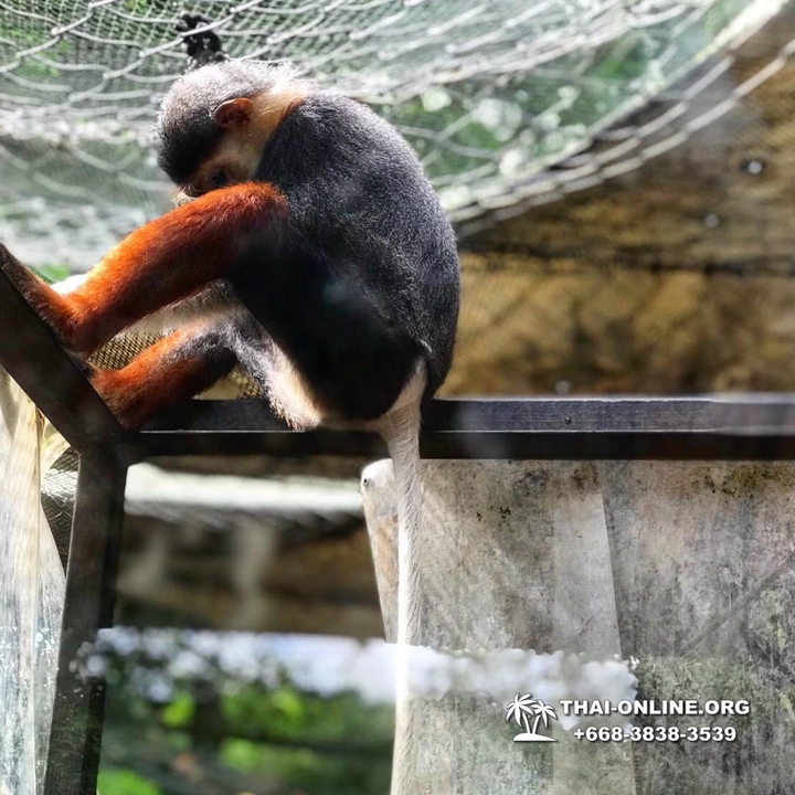 Khao Kheow Open Zoo & Lemur Island from Pattaya Thailand - photo 54
