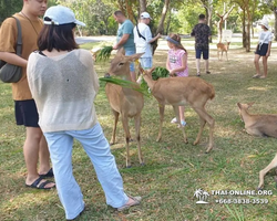 Khao Kheow Open Zoo guided tour from Pattaya Thailand photo 42