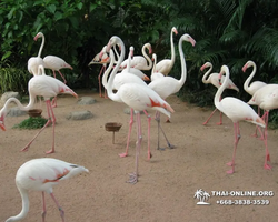 Khao Kheow Open Zoo excursion in Thailand Pattaya photo 299