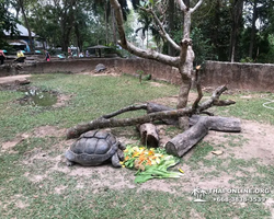 Khao Kheow Open Zoo tour Seven Countries Pattaya Thailand photo 130