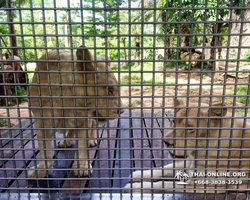 Khao Kheow Open Zoo guided tour from Pattaya Thailand photo 31
