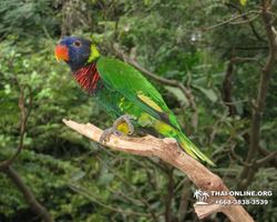 Khao Kheow Open Zoo excursion in Thailand Pattaya photo 323