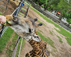 Khao Kheow Open Zoo excursion in Thailand Pattaya photo 179
