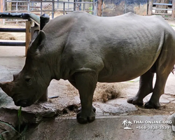 Khao Kheow Open Zoo excursion in Thailand Pattaya photo 247