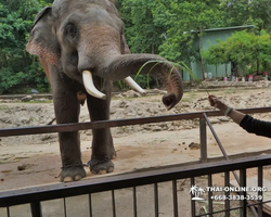 Khao Kheow Open Zoo excursion in Thailand Pattaya photo 192
