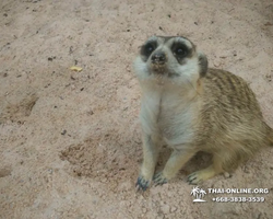 Khao Kheow Open Zoo excursion in Thailand Pattaya photo 312