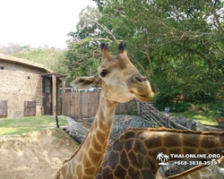 Khao Kheow Open Zoo excursion in Thailand Pattaya photo 214