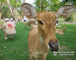 Khao Kheow Open Zoo excursion in Thailand Pattaya photo 220