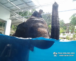 Khao Kheow Open Zoo excursion in Thailand Pattaya photo 335