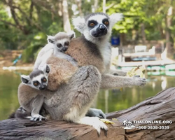 Khao Kheow Open Zoo excursion in Thailand Pattaya photo 334