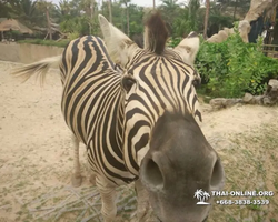 Khao Kheow Open Zoo excursion in Thailand Pattaya photo 305
