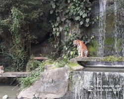 Khao Kheow Open Zoo guided tour from Pattaya Thailand photo 375