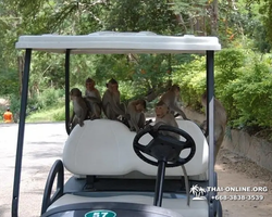 Khao Kheow Open Zoo excursion in Thailand Pattaya photo 271