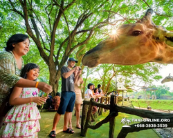 Khao Kheow Open Zoo excursion in Thailand Pattaya photo 176