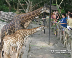 Khao Kheow Open Zoo excursion in Thailand Pattaya photo 234
