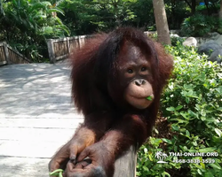 Khao Kheow Open Zoo excursion in Thailand Pattaya photo 224