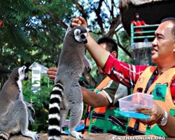 Khao Kheow Open Zoo excursion in Thailand Pattaya photo 241