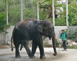 Khao Kheow Open Zoo guided tour from Pattaya Thailand photo 94