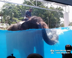 Khao Kheow Open Zoo excursion in Thailand Pattaya photo 300