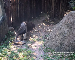 Khao Kheow Open Zoo excursion in Thailand Pattaya photo 185