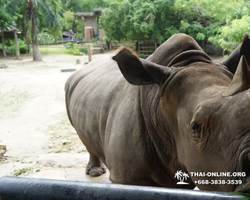 Khao Kheow Open Zoo excursion in Thailand Pattaya photo 329