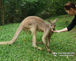 Khao Kheow Open Zoo guided tour from Pattaya Thailand photo 49