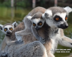 Khao Kheow Open Zoo excursion in Thailand Pattaya photo 348