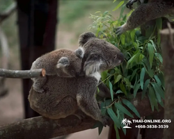 Khao Kheow Open Zoo excursion in Thailand Pattaya photo 363