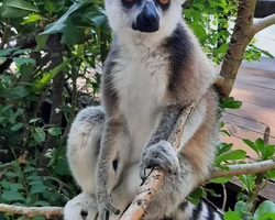 Khao Kheow Open Zoo excursion in Thailand Pattaya photo 242