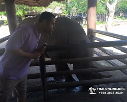 Khao Kheow Open Zoo excursion in Thailand Pattaya photo 350