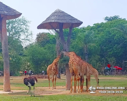 Khao Kheow Open Zoo guided tour from Pattaya Thailand photo 391
