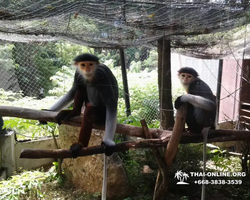 Khao Kheow Open Zoo guided tour from Pattaya Thailand photo 43