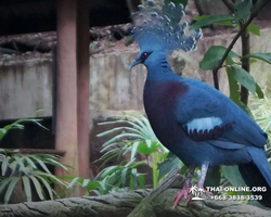 Khao Kheow Open Zoo excursion in Thailand Pattaya photo 343