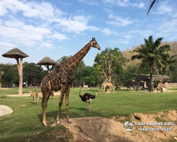 Khao Kheow Open Zoo excursion in Thailand Pattaya photo 276
